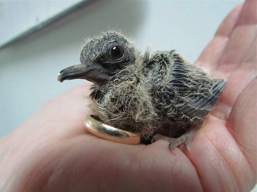 Baby Mourning Dove by audreyjm529 is licensed under CC BY 2.0.